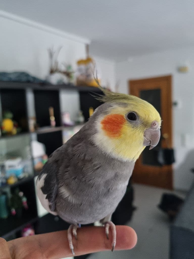 Víctor