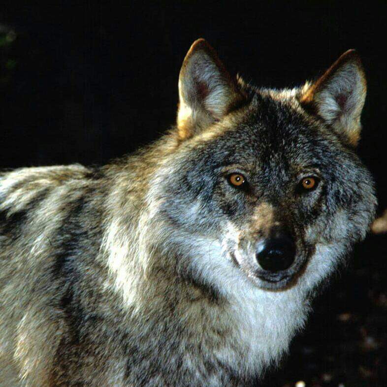 Jordi Deu "Lobo"