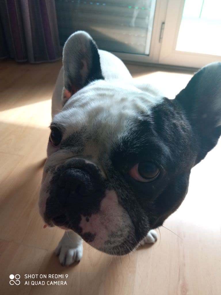Dani 
