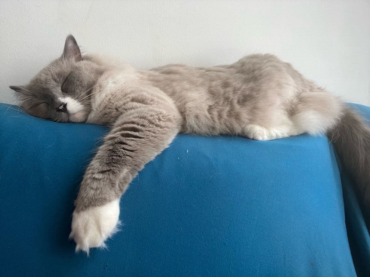 Bovelix