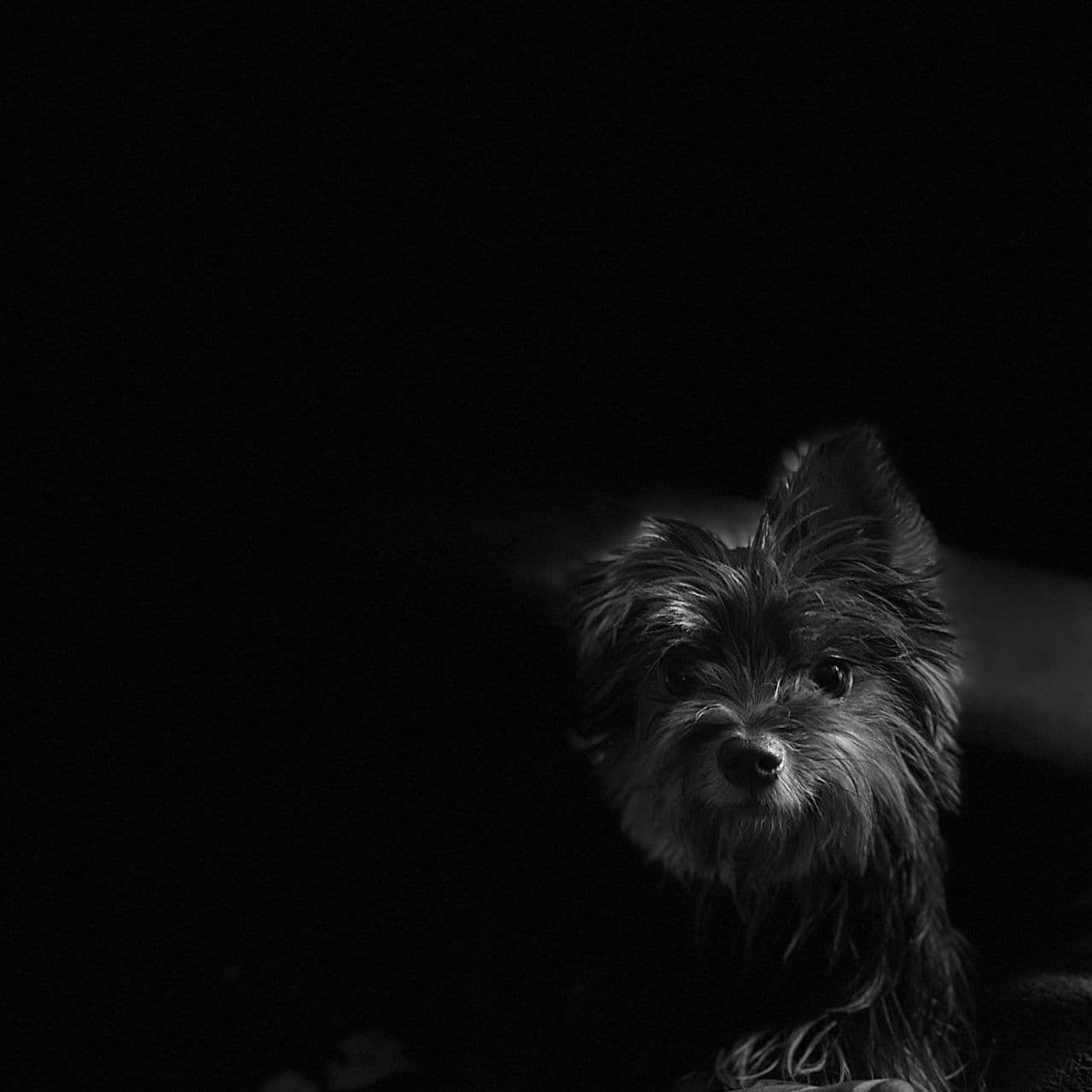 Dani