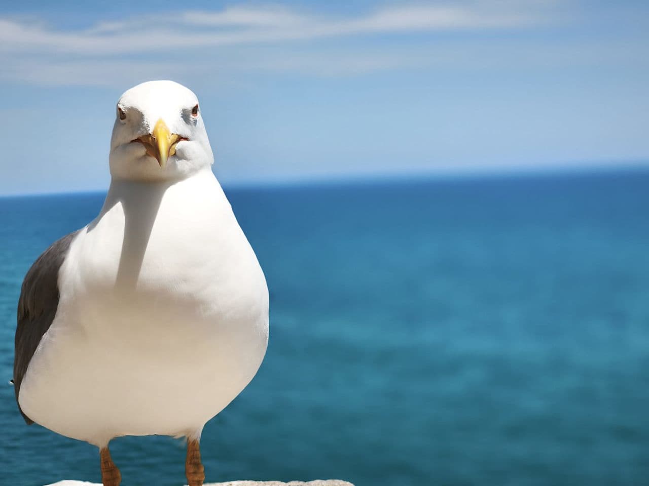 Juan 