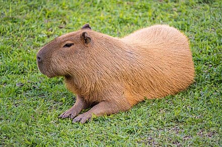 Juanicopito
