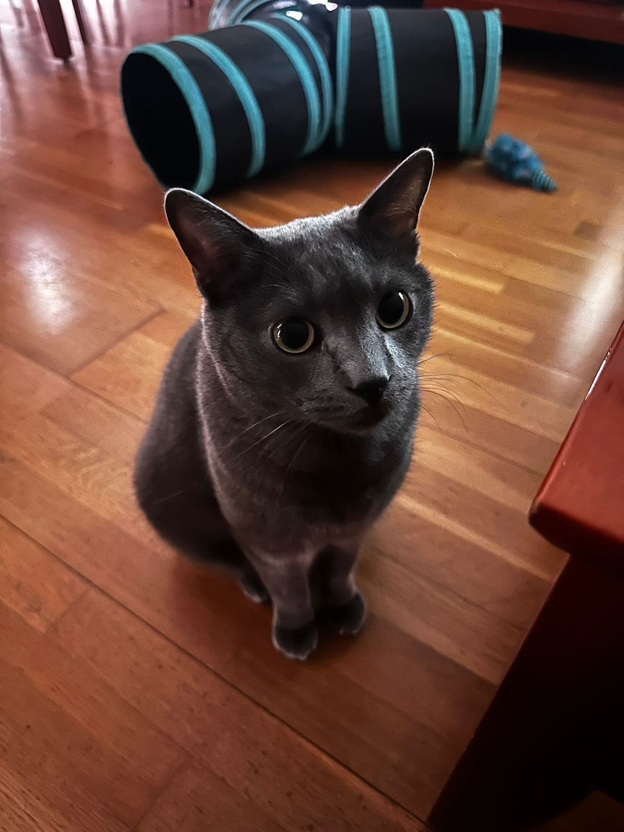 Alfredo