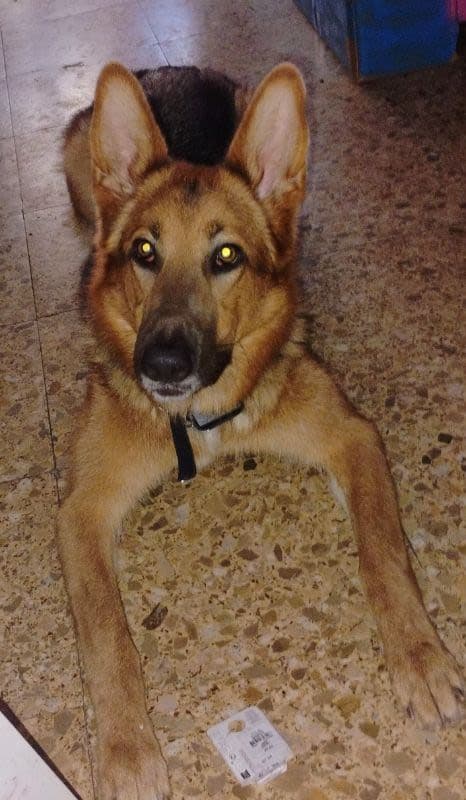 Chiky