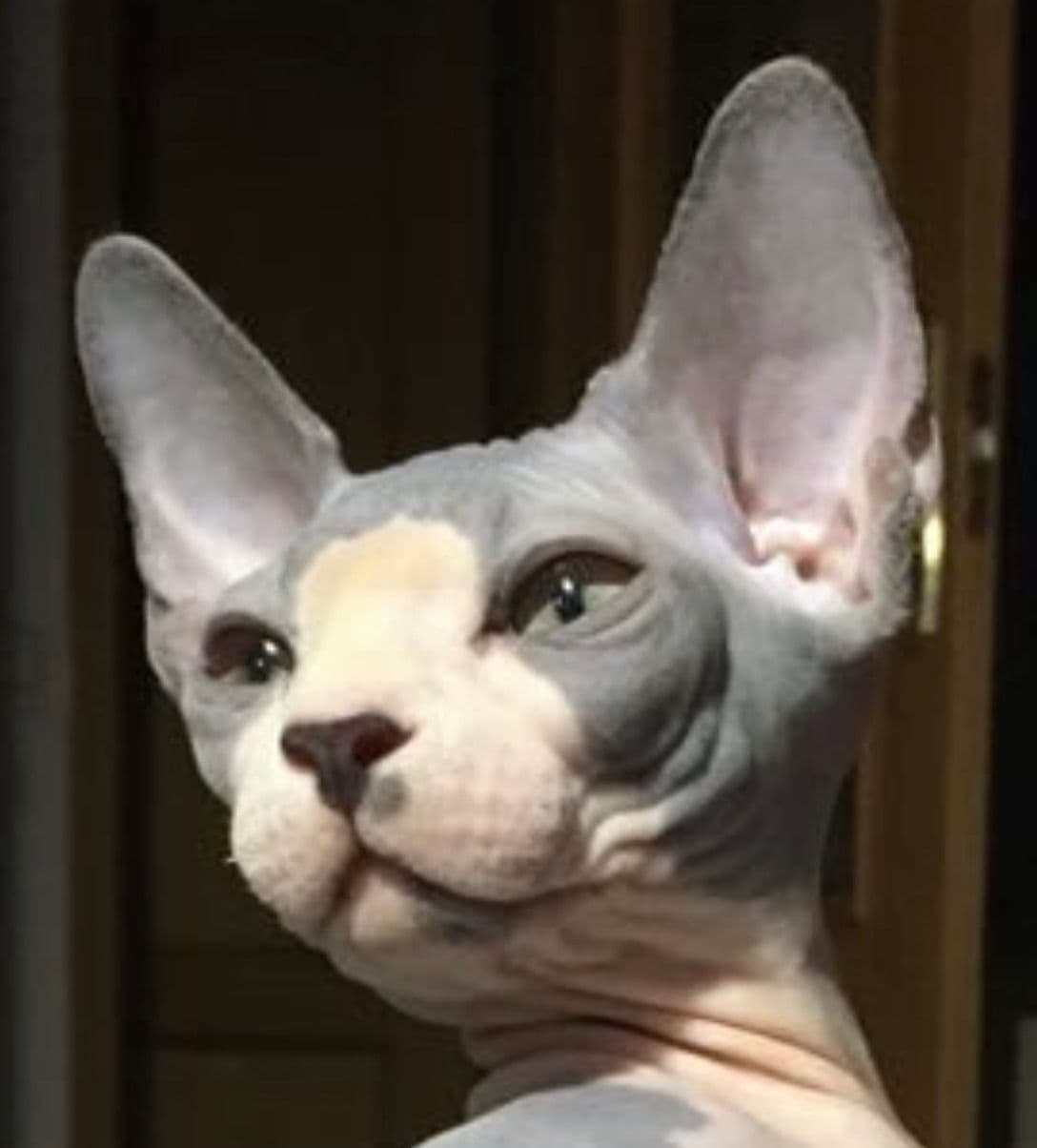 IVAN