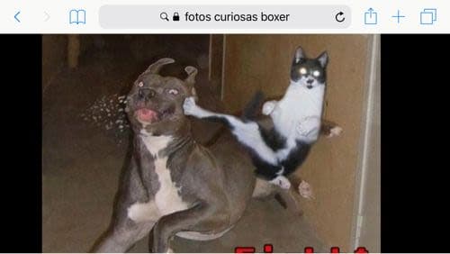 Bruthus Calvo
